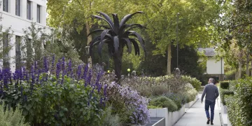 Douglas White's Black Palm