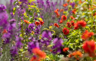 Chelsea Barracks in bloom