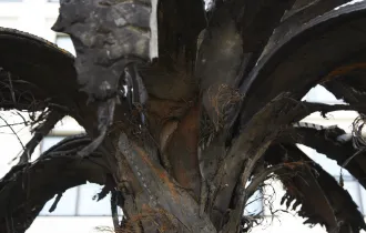 Black Palm