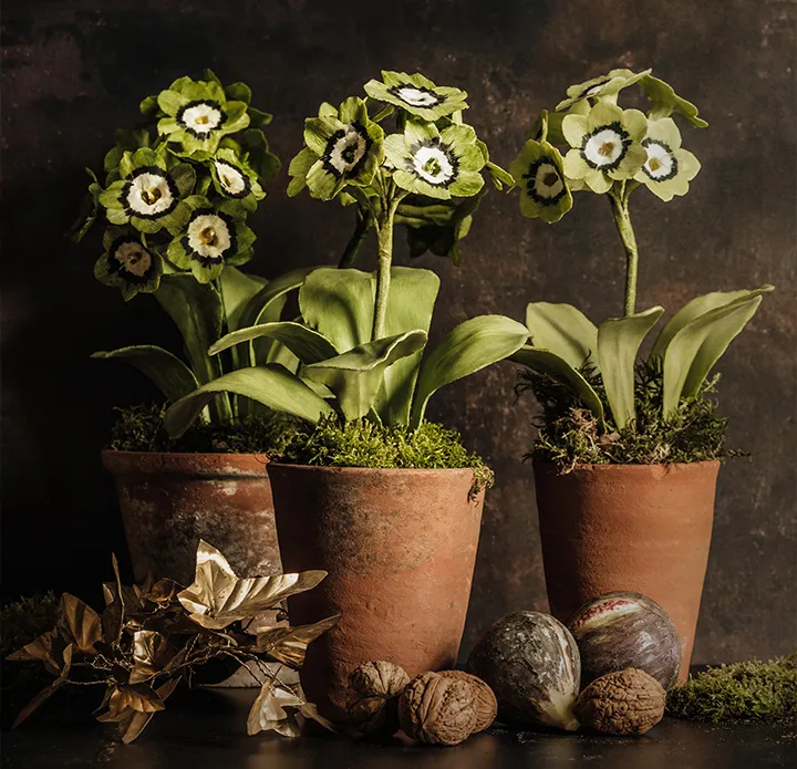 Fleur de Circe