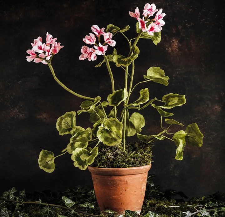 Fleur de Circe